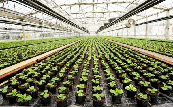 greenhouse LED Grow Lights